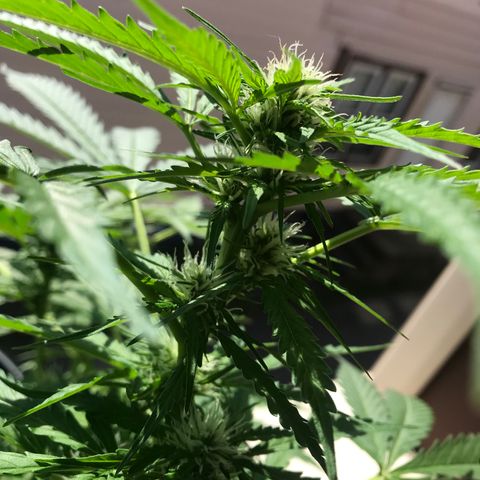 Amnesia Haze Auto growlog timeline photo