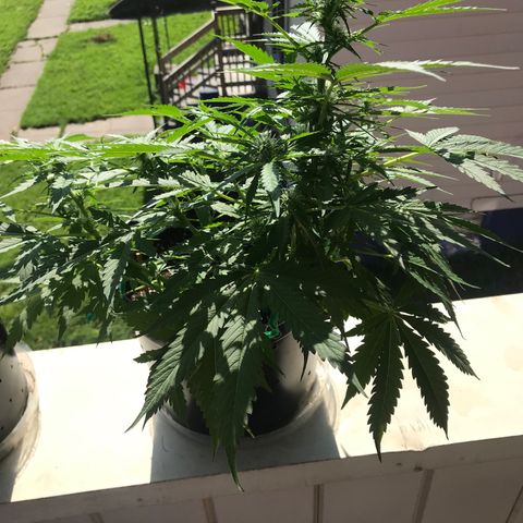 Amnesia Haze Auto growlog timeline photo