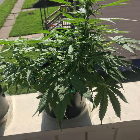 Amnesia Haze Auto growlog timeline photo