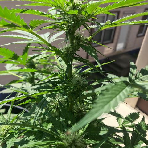 Amnesia Haze Auto growlog timeline photo