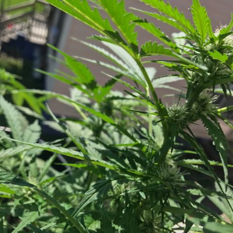 Amnesia Haze Auto growlog timeline photo