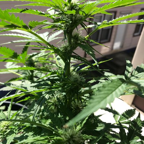 Amnesia Haze Auto growlog timeline photo