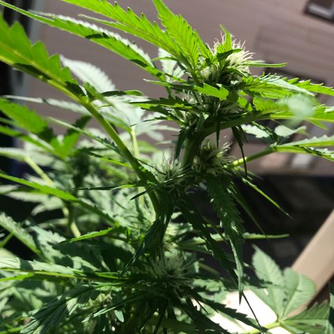 Amnesia Haze Auto growlog timeline photo