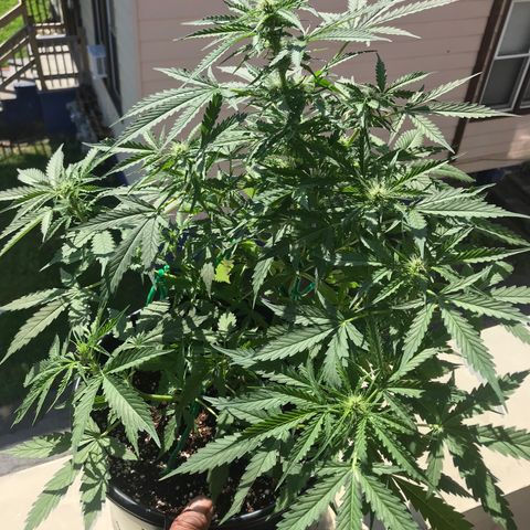 Amnesia Haze Auto growlog timeline photo