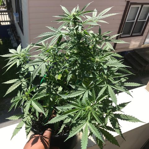 Amnesia Haze Auto growlog timeline photo