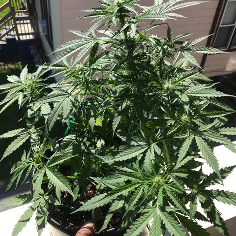 Amnesia Haze Auto growlog timeline photo