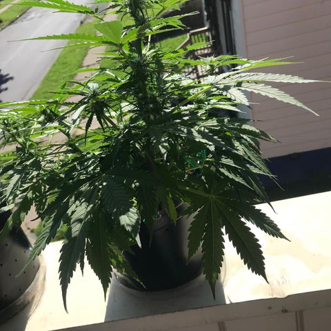 Amnesia Haze Auto growlog timeline photo