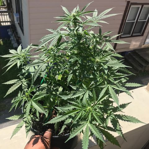 Amnesia Haze Auto growlog timeline photo