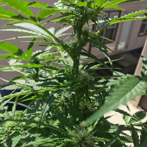 Amnesia Haze Auto growlog timeline photo