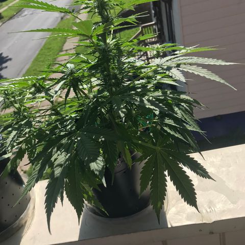 Amnesia Haze Auto growlog timeline photo