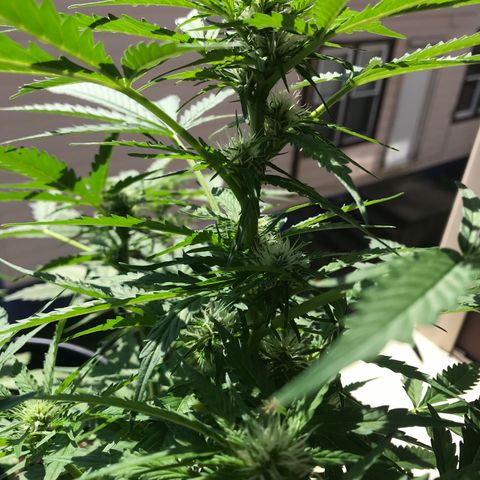 Amnesia Haze Auto growlog timeline photo