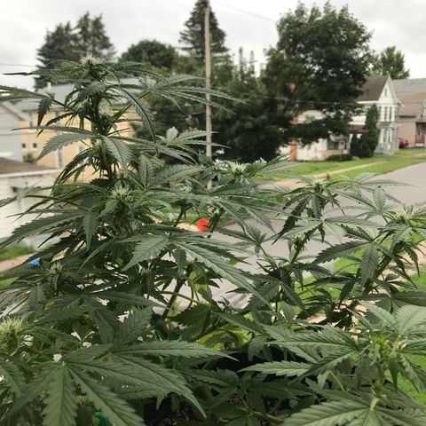 Amnesia Haze Auto growlog timeline photo