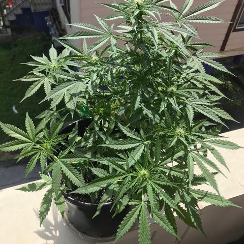 Amnesia Haze Auto growlog timeline photo