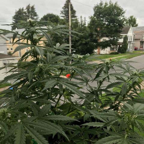 Amnesia Haze Auto growlog timeline photo