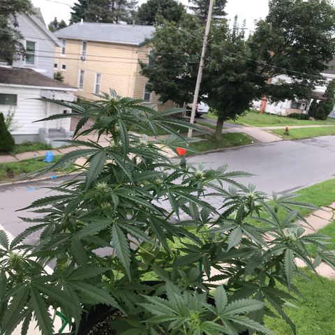Amnesia Haze Auto growlog timeline photo