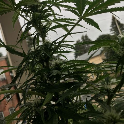 Amnesia Haze Auto growlog timeline photo