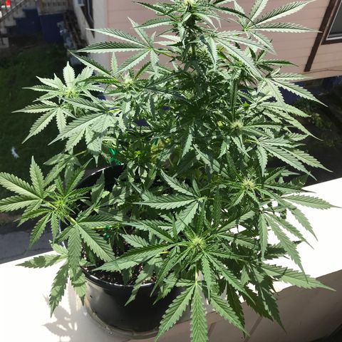 Amnesia Haze Auto growlog timeline photo