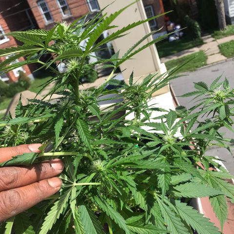 Amnesia Haze Auto growlog timeline photo