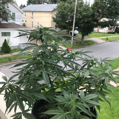 Amnesia Haze Auto growlog timeline photo