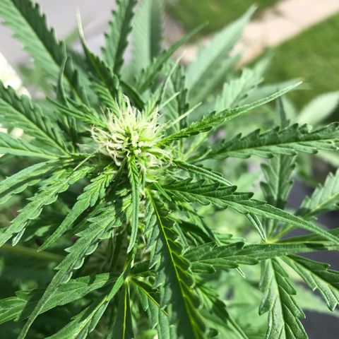 Amnesia Haze Auto growlog timeline photo
