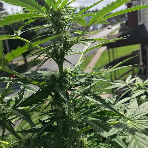 Amnesia Haze Auto growlog timeline photo