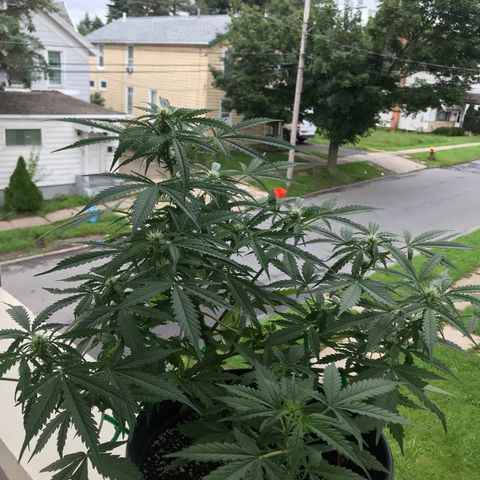 Amnesia Haze Auto growlog timeline photo