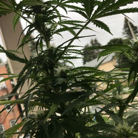 Amnesia Haze Auto growlog timeline photo