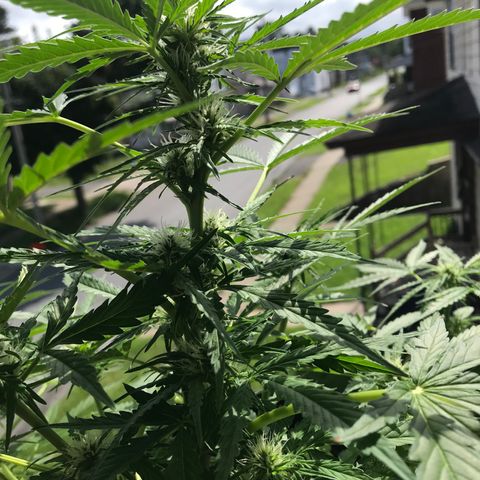 Amnesia Haze Auto growlog timeline photo