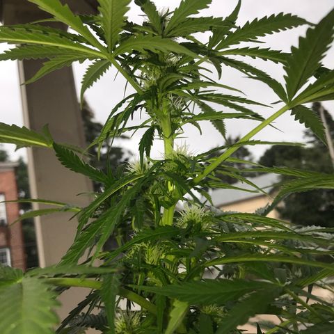 Amnesia Haze Auto growlog timeline photo