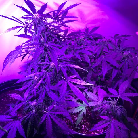 Amnesia Haze Auto growlog timeline photo