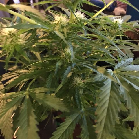 Amnesia Haze Auto growlog timeline photo