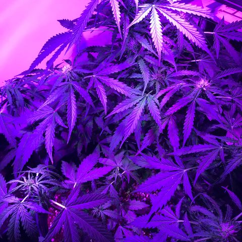 Amnesia Haze Auto growlog timeline photo