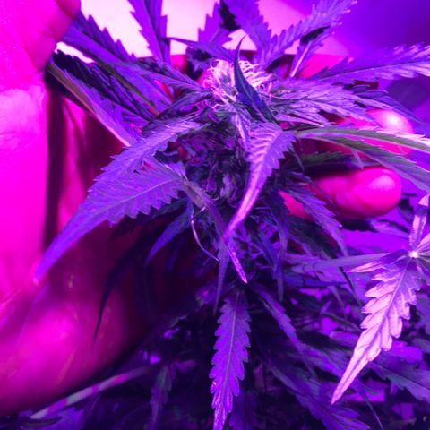 Amnesia Haze Auto growlog timeline photo