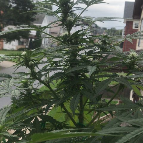 Amnesia Haze Auto growlog timeline photo