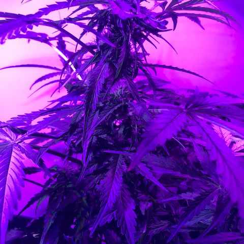 Amnesia Haze Auto growlog timeline photo