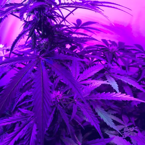 Amnesia Haze Auto growlog timeline photo
