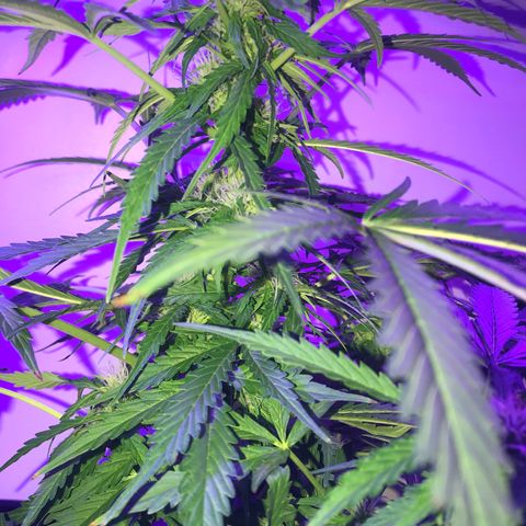 Amnesia Haze Auto growlog timeline photo