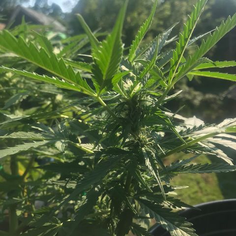 Amnesia Haze Auto growlog timeline photo