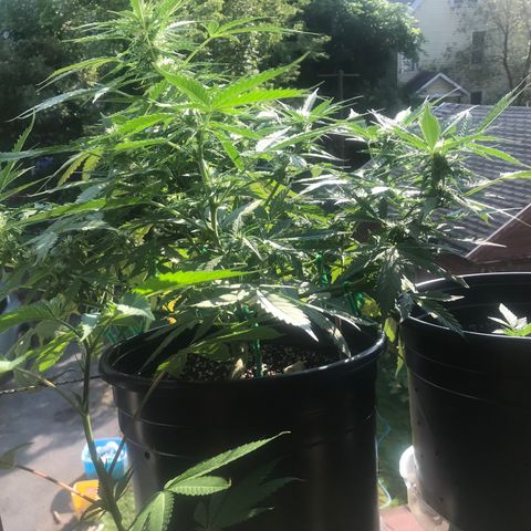 Amnesia Haze Auto growlog timeline photo