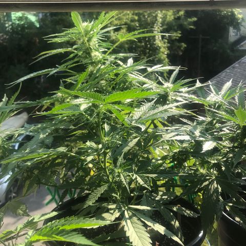 Amnesia Haze Auto growlog timeline photo