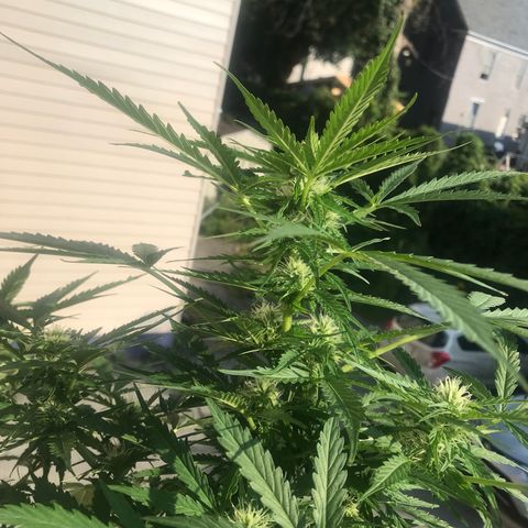 Amnesia Haze Auto growlog timeline photo