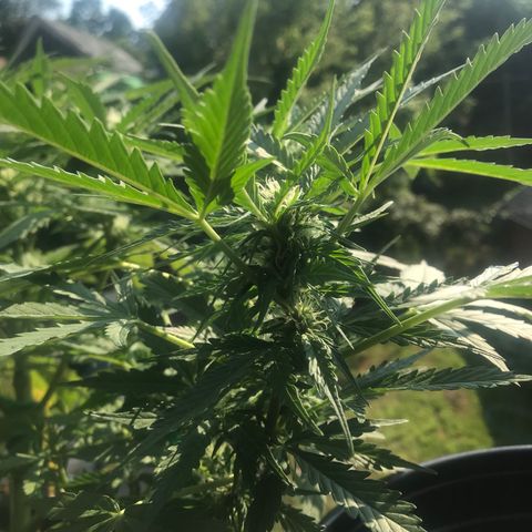 Amnesia Haze Auto growlog timeline photo