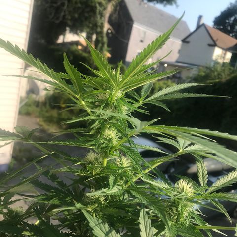 Amnesia Haze Auto growlog timeline photo