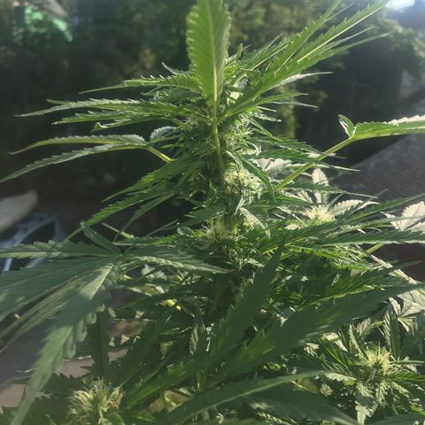 Amnesia Haze Auto growlog timeline photo