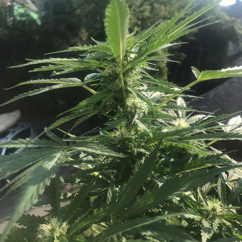 Amnesia Haze Auto growlog timeline photo