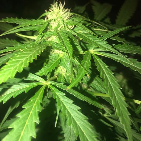Amnesia Haze Auto growlog timeline photo