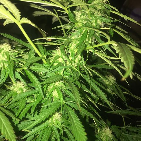 Amnesia Haze Auto growlog timeline photo