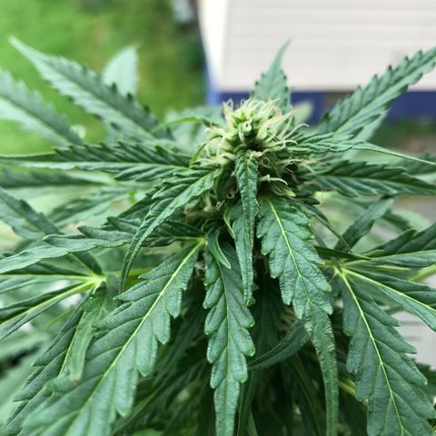 Amnesia Haze Auto growlog timeline photo