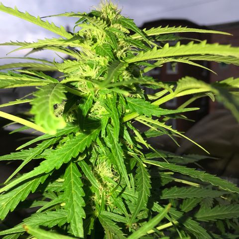 Amnesia Haze Auto growlog timeline photo