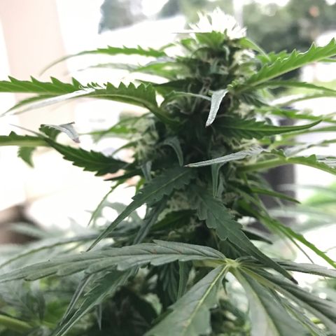 Amnesia Haze Auto growlog timeline photo